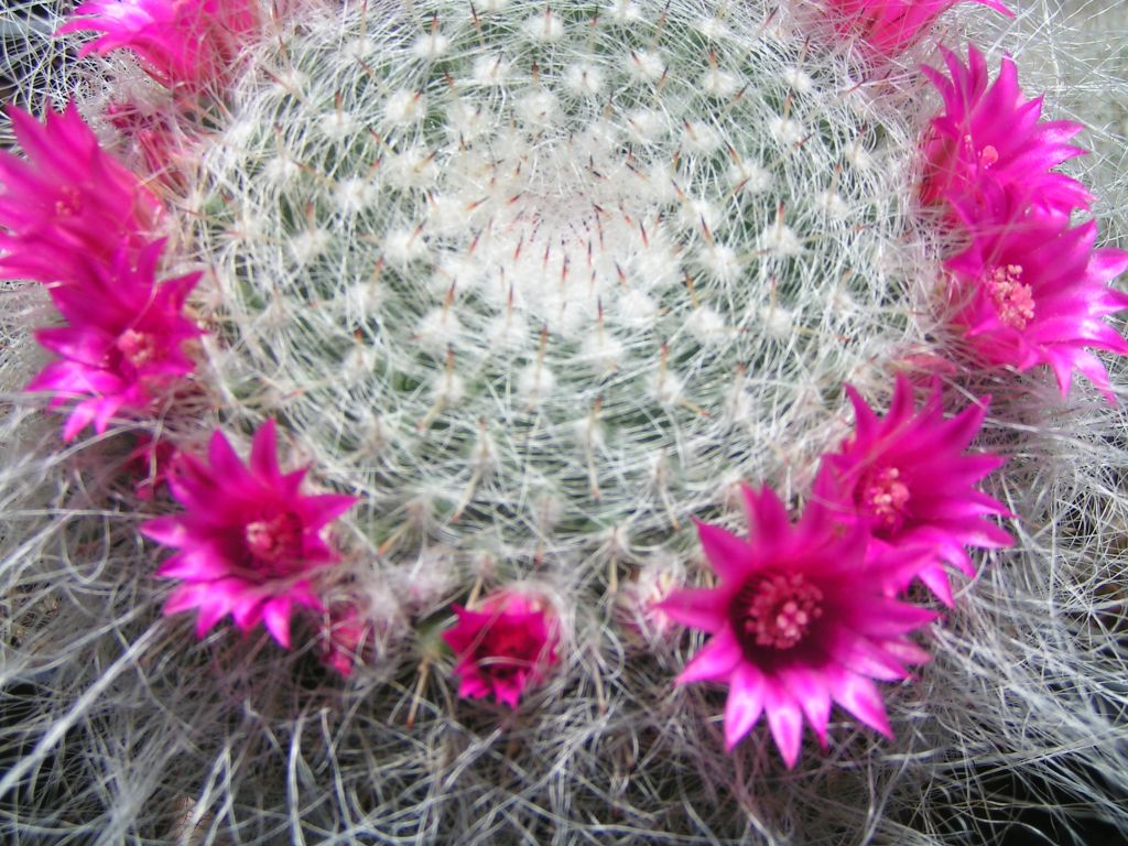 Маммиллярия Ханиана Mammillaria