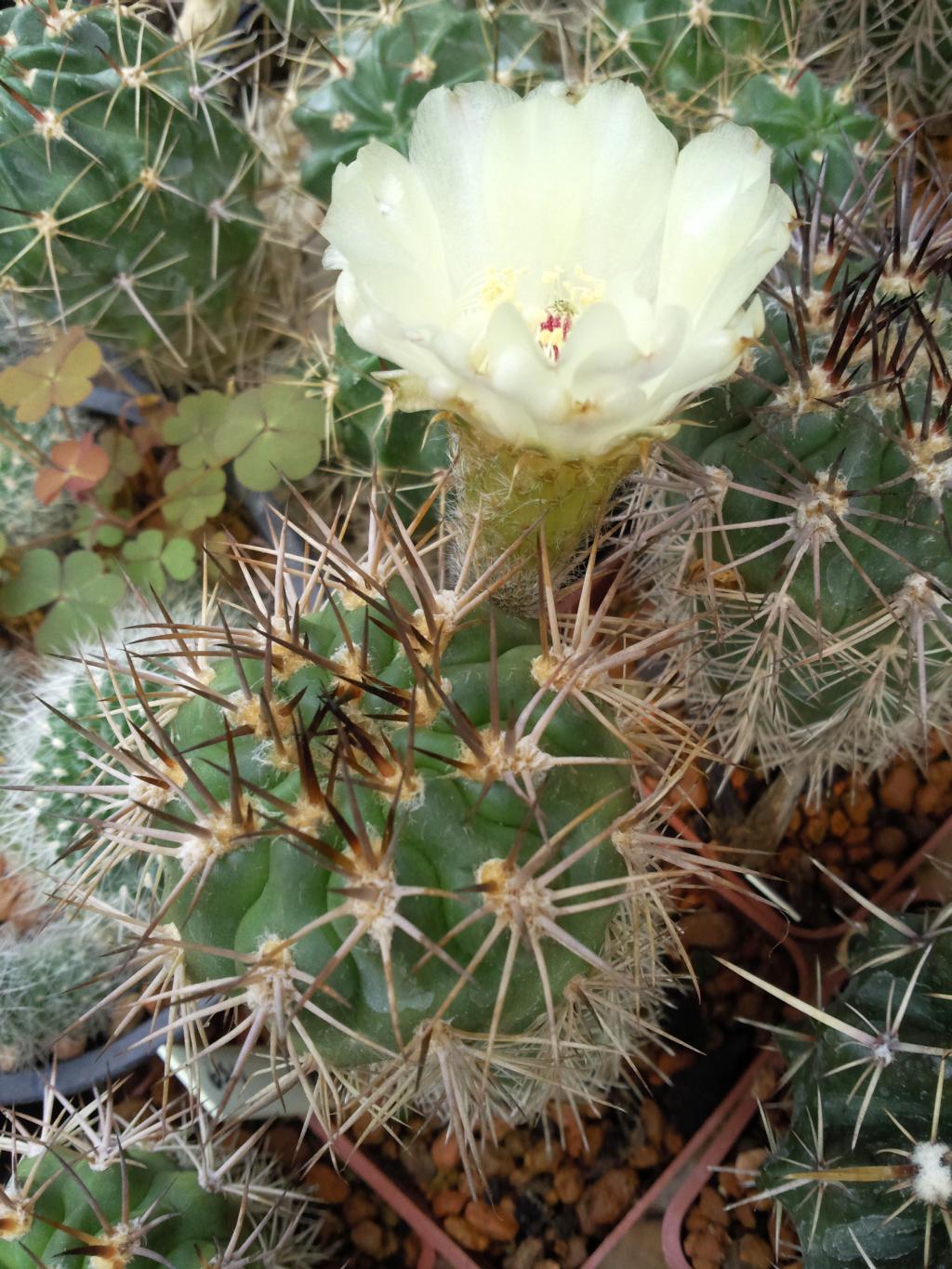 Acanthocalycium thionanthum brevispinum VG-576